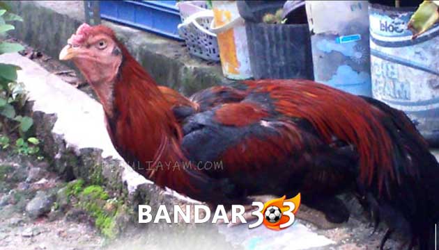 Cara Mengobati Penyakit Berak Kapur Pada Ayam Bangkok